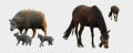 miniatuur afbeelding dieren